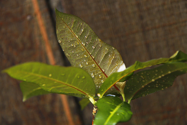 croton