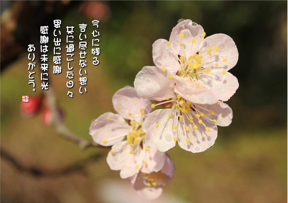 No 552 感謝梅 花言葉 気品 高潔 なおかつ フォトエッセイ