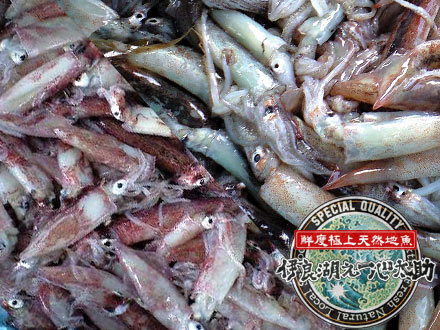 小烏賊 小イカ 鮮度極上天然地魚 伊良湖之一心太助