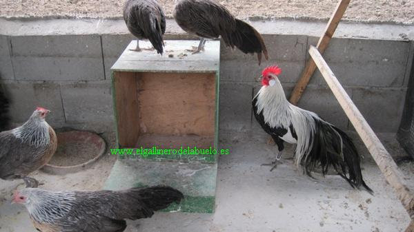 Gallinas De Raza Mis Gallinas