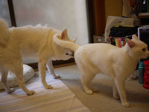 猫のお尻を匂う犬 しろだらけ 楽天ブログ
