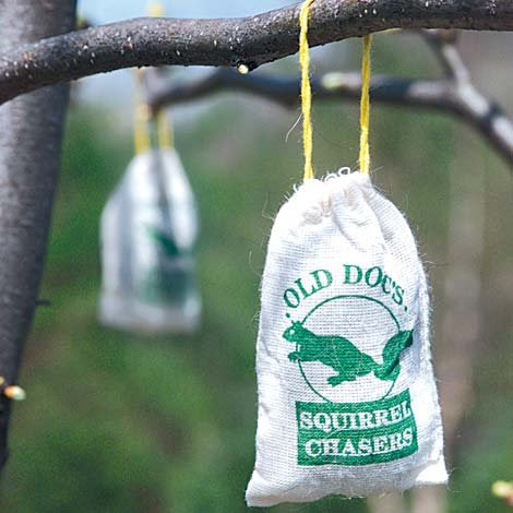 Squirrel Chaser Set of 3