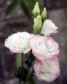 花 トルコギキョウ 9月30日の花と花言葉 トルコギキョウ 魅る魅るガーデニング