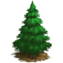 Pine Tree
