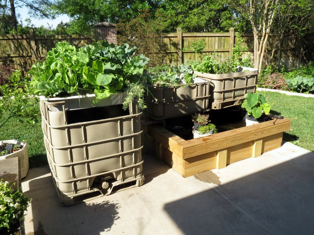 Maintenance Tips for an Aquaponics System - Garden ...