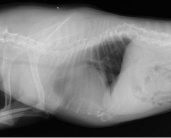 心臓病について 杉並区のいぐさ動物病院