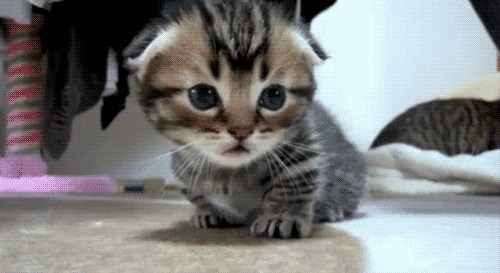 Adorable Baby Animal Cute Baby Animal Gif Wifflegif