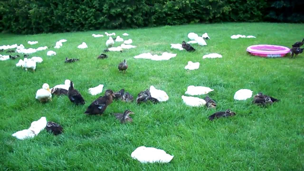 ... Uncut Original Version #25 Raising Ducks &amp; Chickens Day 32 - YouTube