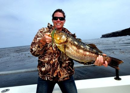 Calico Bass - SHOGUN SPORTFISHING