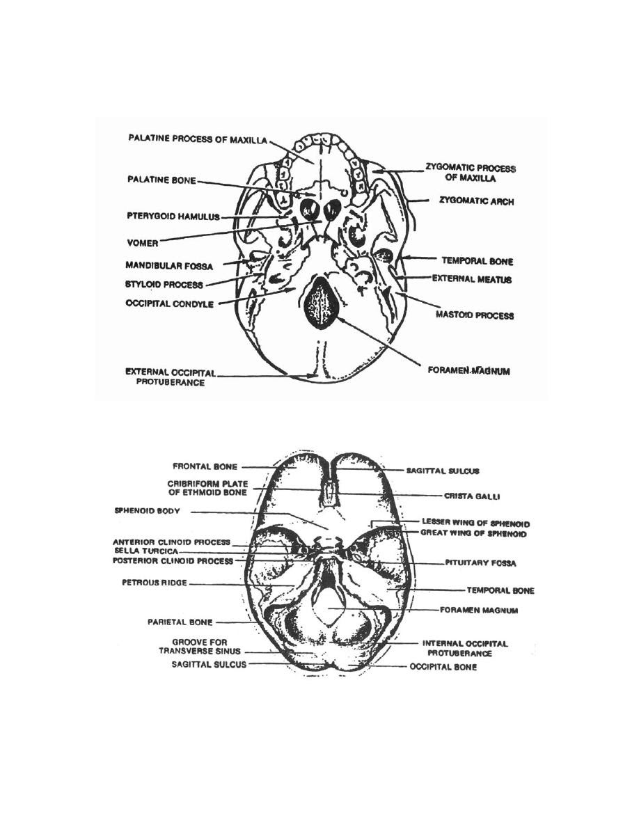 Figure 2 30 Inferior View Of The Skull Anatomy For X Ray Specialists