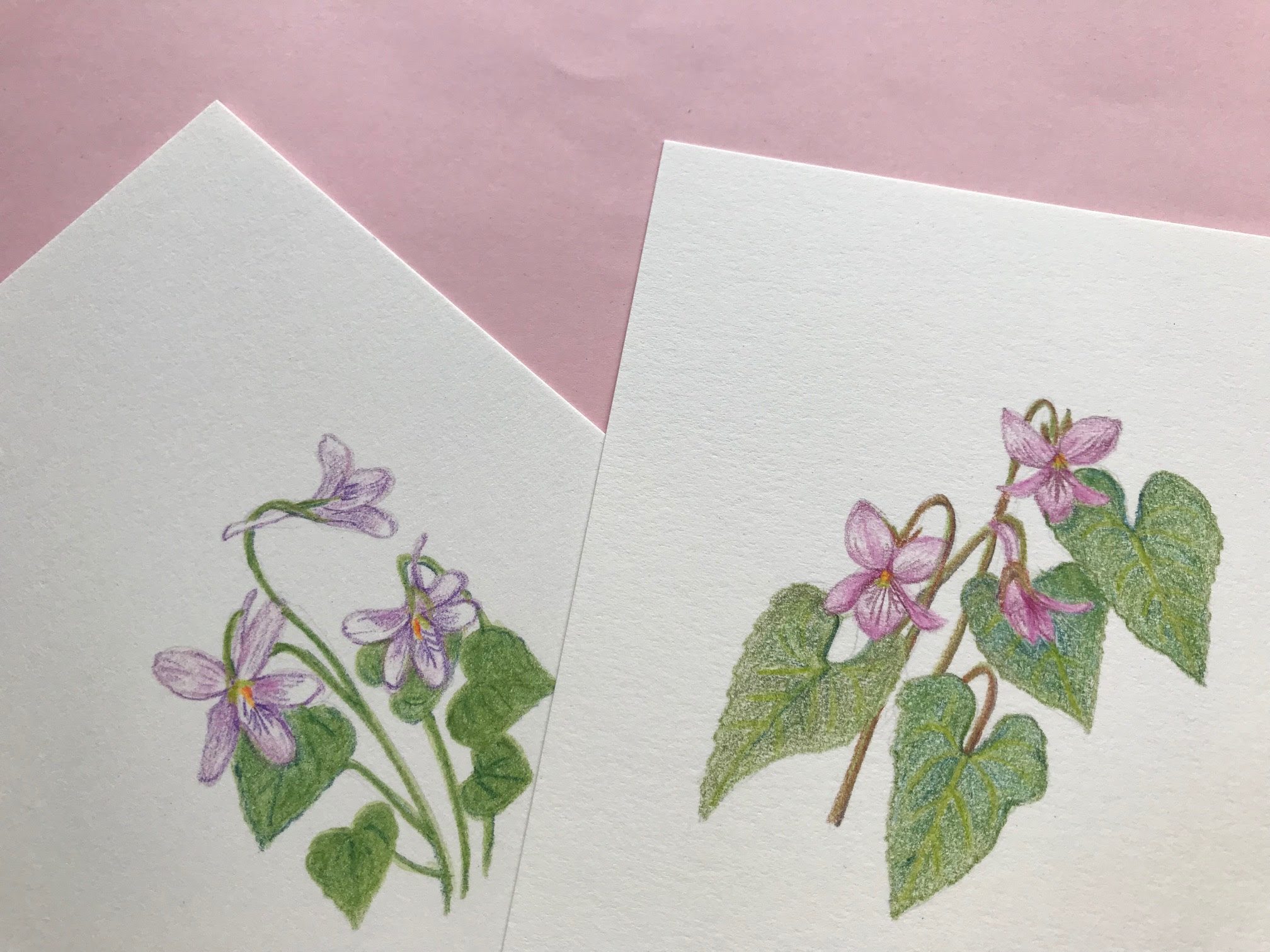 スミレの絵 練習中 すみれの谷から