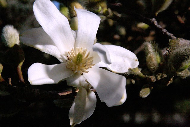 flowers, february 2010