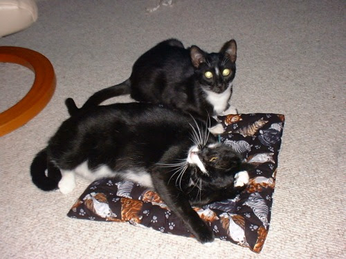 Felix sharing his catnip pillow with Oscar