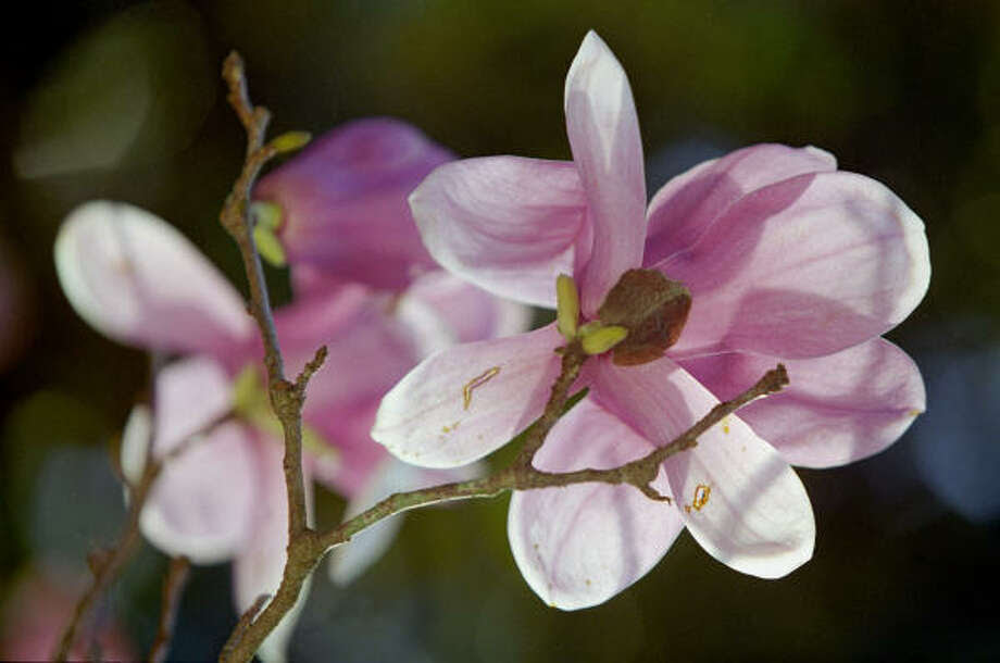 Are 'Jane' and pink magnolias the same? - Houston Chronicle