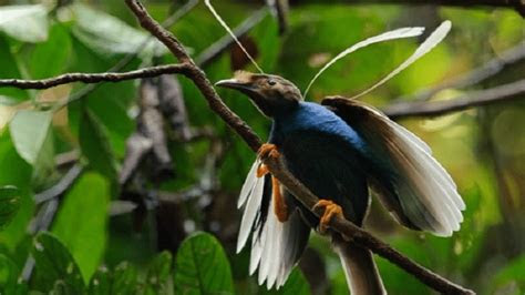 ciri khas burung bidadari endemik  maluku utara birds  paradise