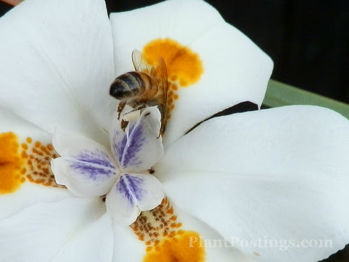 irisbee