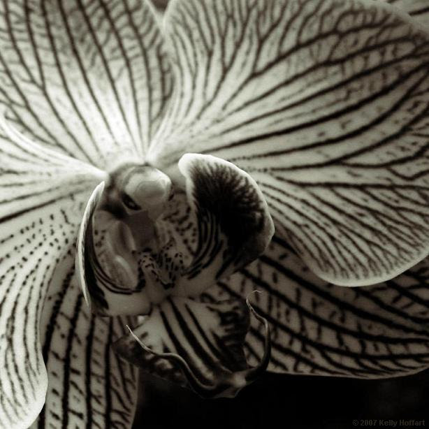 Orchid