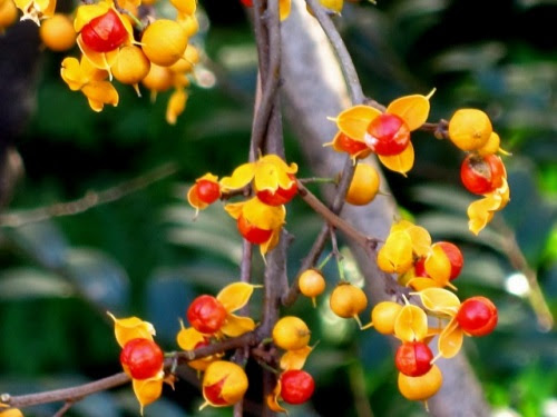 ツルウメモドキの雌花 雄花 ニシキギの花を見つけました どちらも秋の実は目立ちますが 花は小さな目立たない花です しろうと自然科学者の自然観察日記 楽天ブログ
