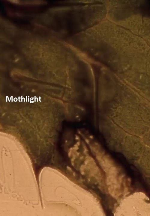 مشاهدة فيلم Moth Light 1963 مترجم hd اون لاين
