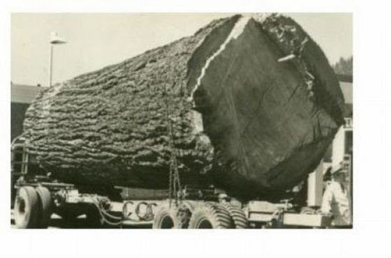 trees