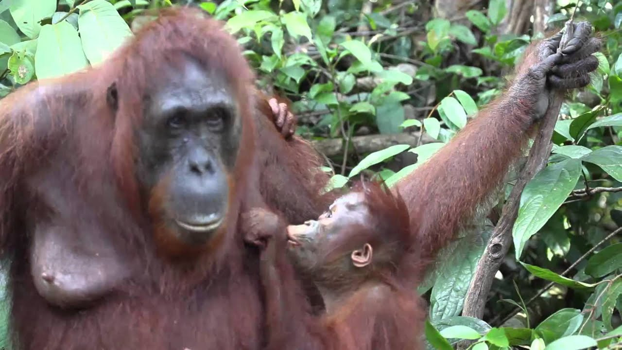  Mother  and baby  orangutan  show their love YouTube