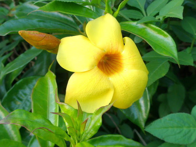 アラマンダ花散歩