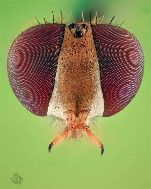 تصوير مشعل الريحان 