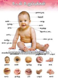 Alphabet Chart in Tamil,Animals Chart,Animals Chart in ...