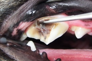 犬 歯科症例 たにぐち動物病院 吹田市 千里丘 茨木市 犬 猫 歯科 予防接種