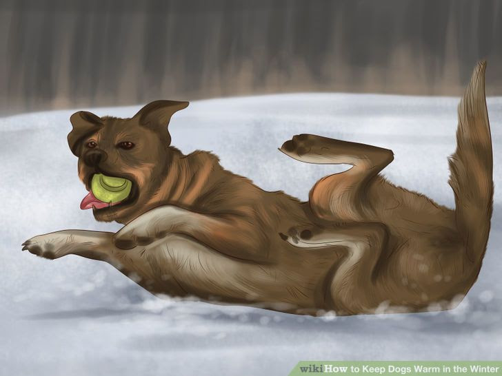 Keep Dogs Warm in the Winter Step 11.jpg