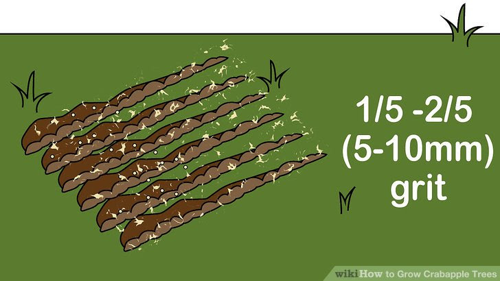 Grow Crabapple Trees Step 8.jpg