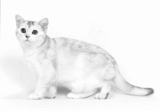 The Genetics Of Shaded Silver American Shorthairs