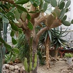 サボテンの意味 例文 発音 画像付き英語辞書 Imagict