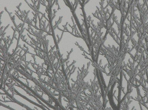 frostylimbs