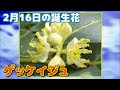 【ベストコレクション】 2 月 16 日 誕生 花 735025