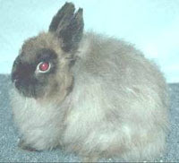Jersey Wooly Rabbit