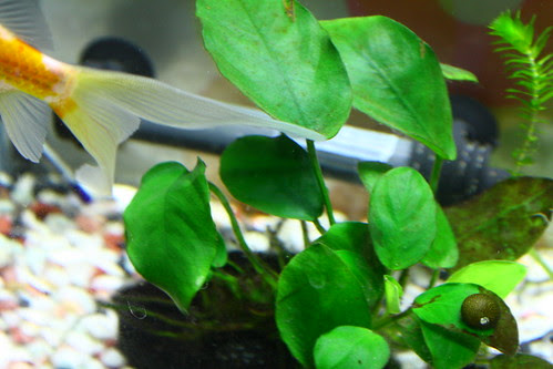 金魚と水草と石巻貝と木酢液 水玉のアクア日和 金魚と水草