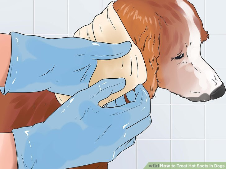 Treat Hot Spots in Dogs Step 10.jpg