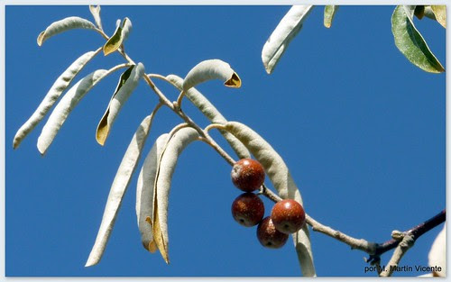 Otoño. Valdemoro, 19 de noviembre de 2009