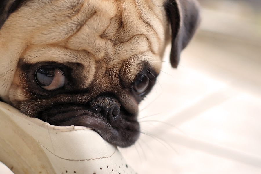 Dog Training – What You Should And Should Not To In Dog Training