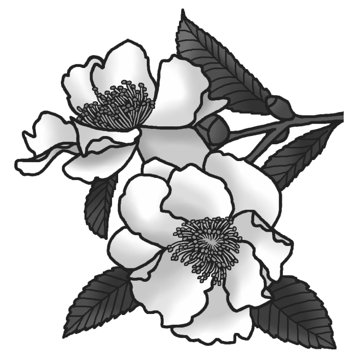サザンカ 山茶花1 モノクロ 冬の花 無料イラスト素材