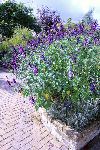 Salvia Amistad