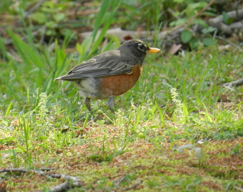 naturenotesDSCN6067