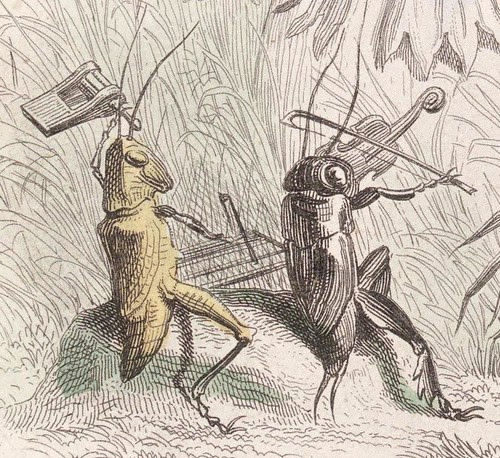 Bleuet et Coquelicot (detail) - Les Fleurs Animées - JJ Grandville