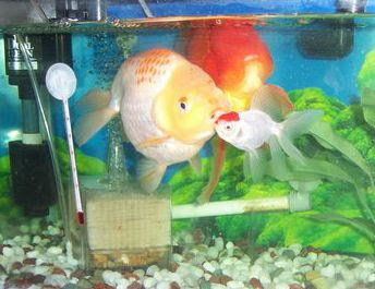金魚