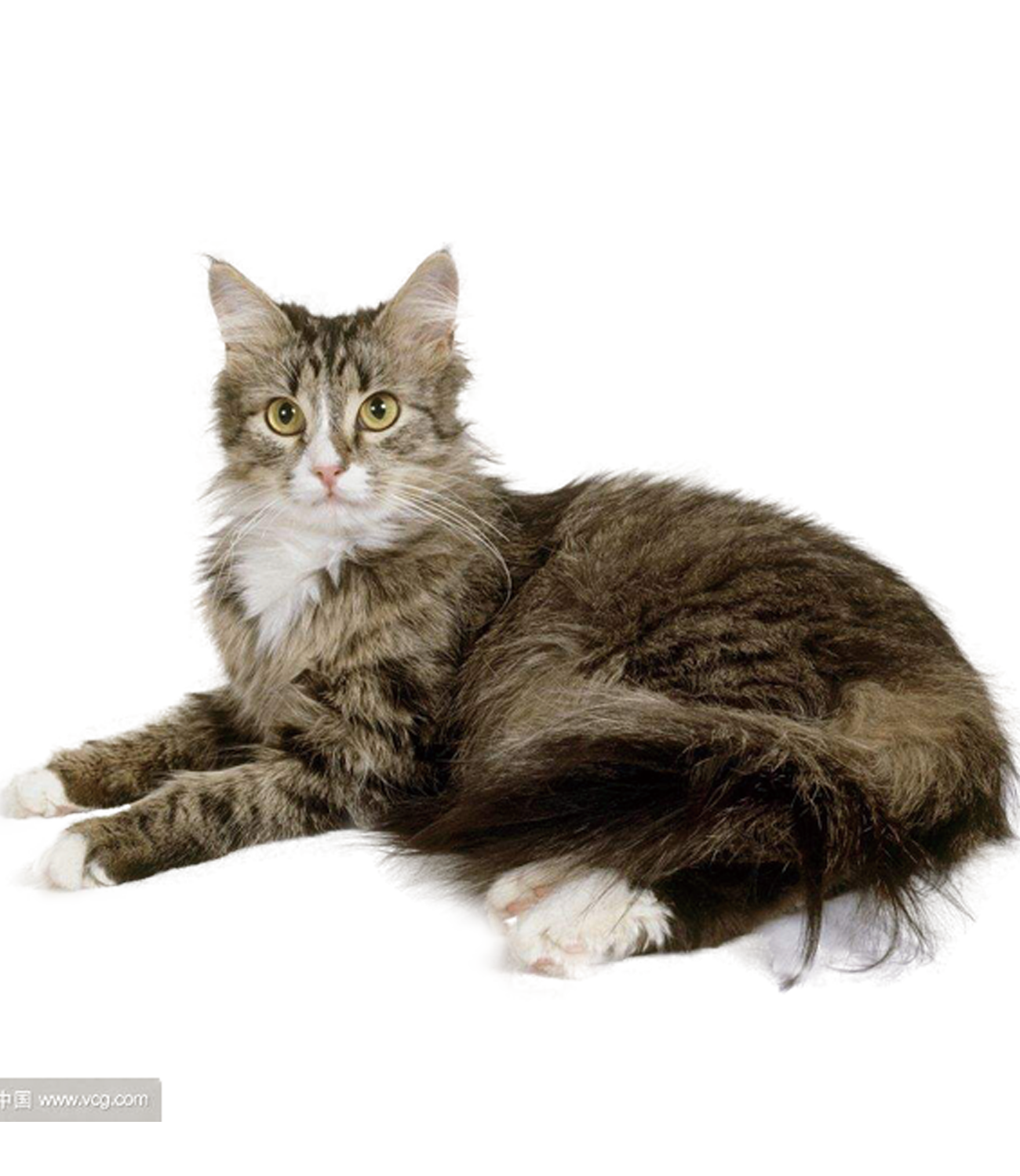 体操選手シンプルさ古代猫合成写真 Cevretarihi Org