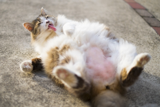 脱メタボ デブ猫の最新ダイエット方法とは
