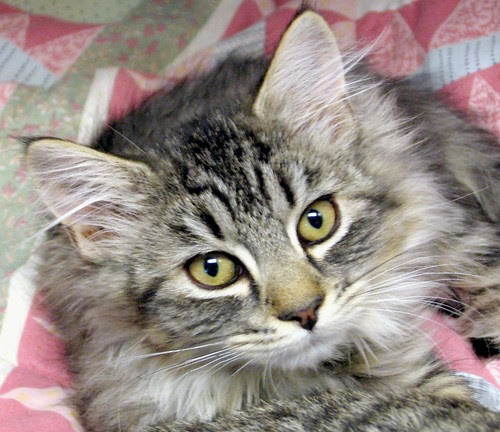 long hair tabby cat