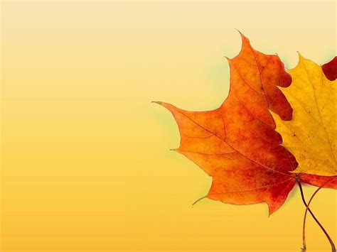 fall colors backgrounds wallpaper cave