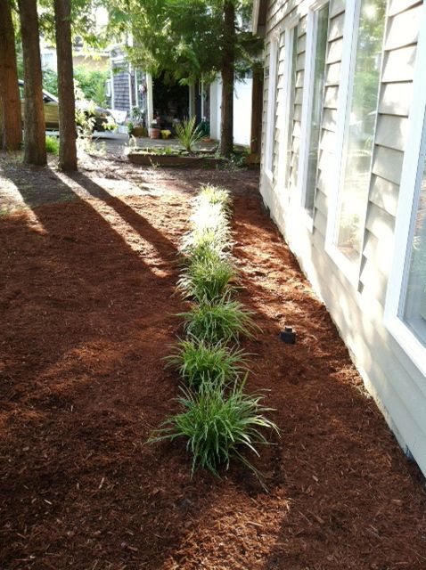 Monkey grass - good for shady areas where grass won't grow